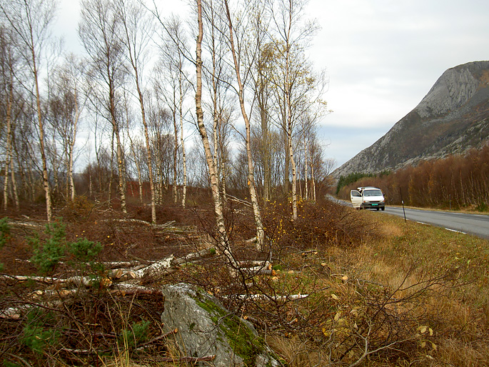 Vegetasjonsrydding langs veg